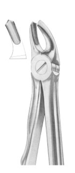  Fig. 39R upper molars right for children 